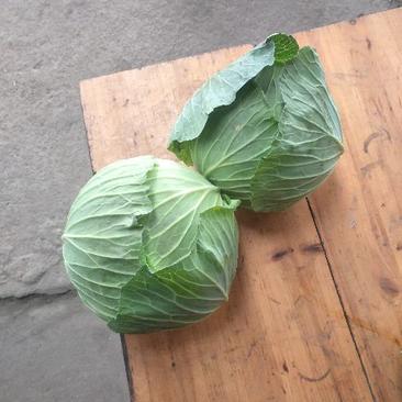 扁包菜精品1~2公斤