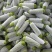 绿皮西葫芦0.6斤以上