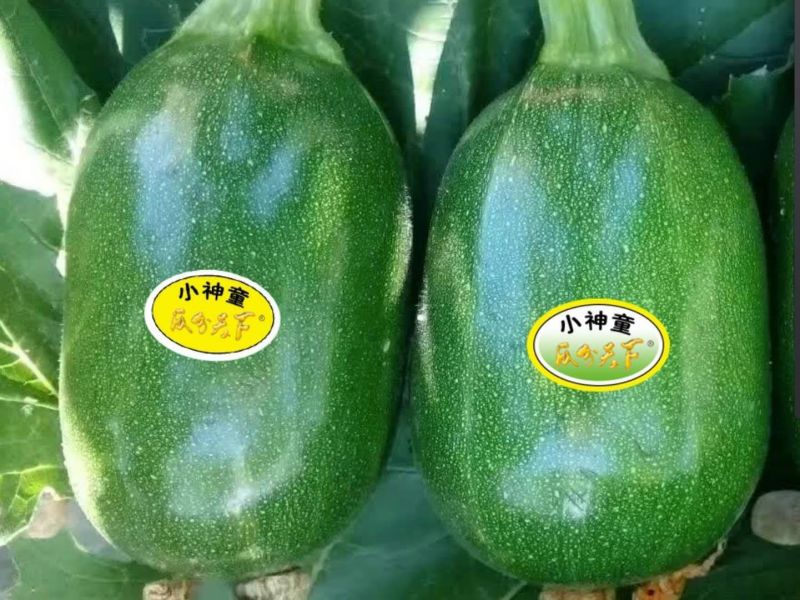 绿皮西葫芦0.6斤以上