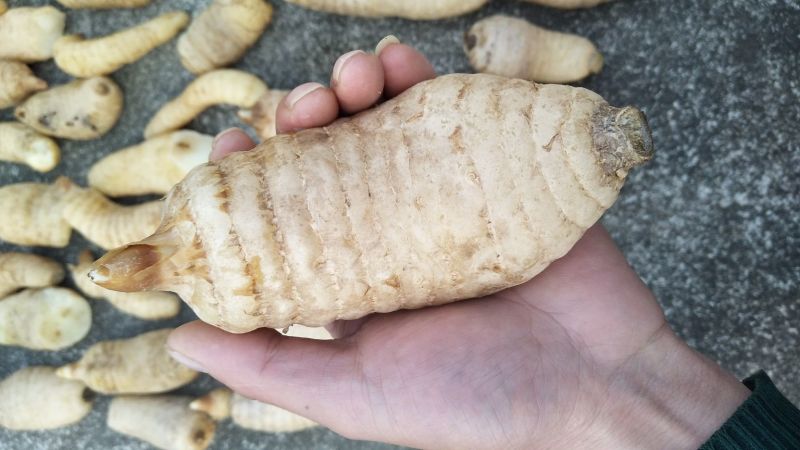 天麻特级