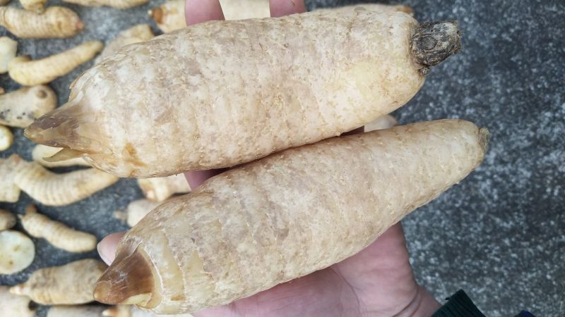 天麻特级