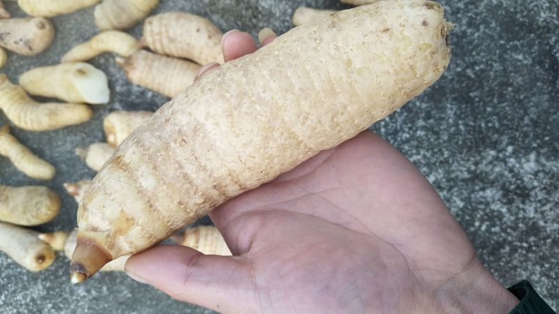 天麻特级