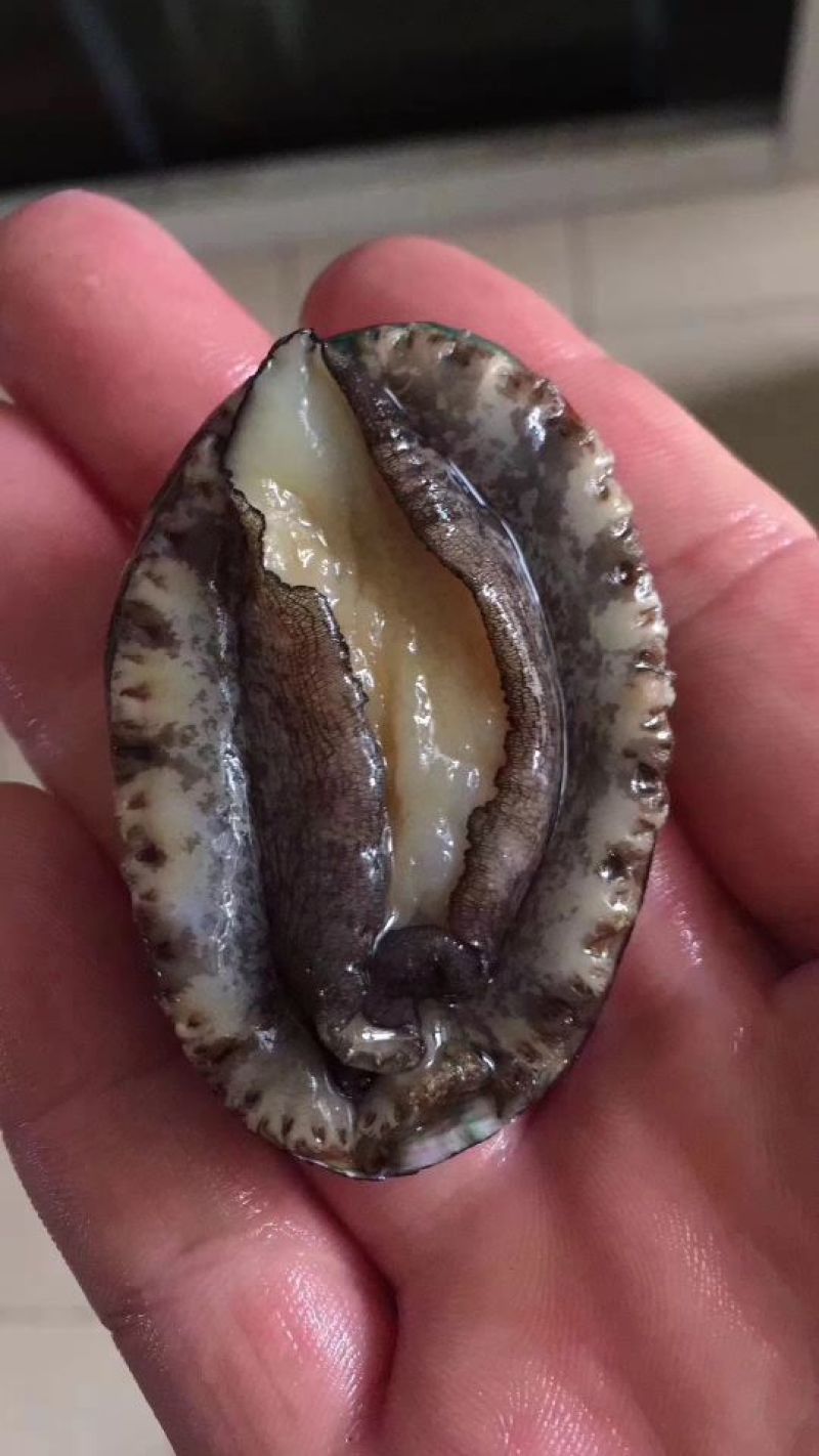 鲍鱼食用