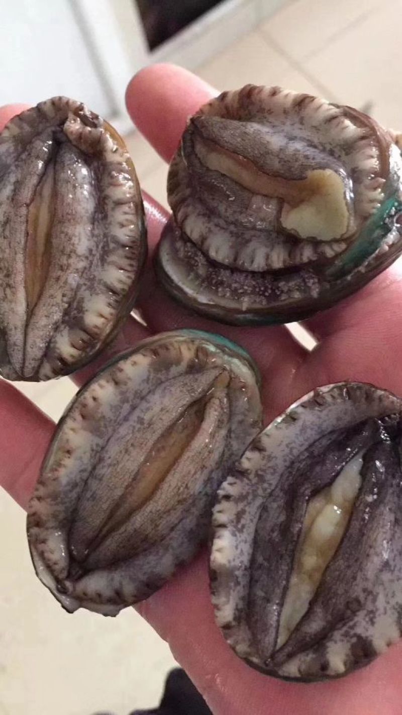 鲍鱼食用