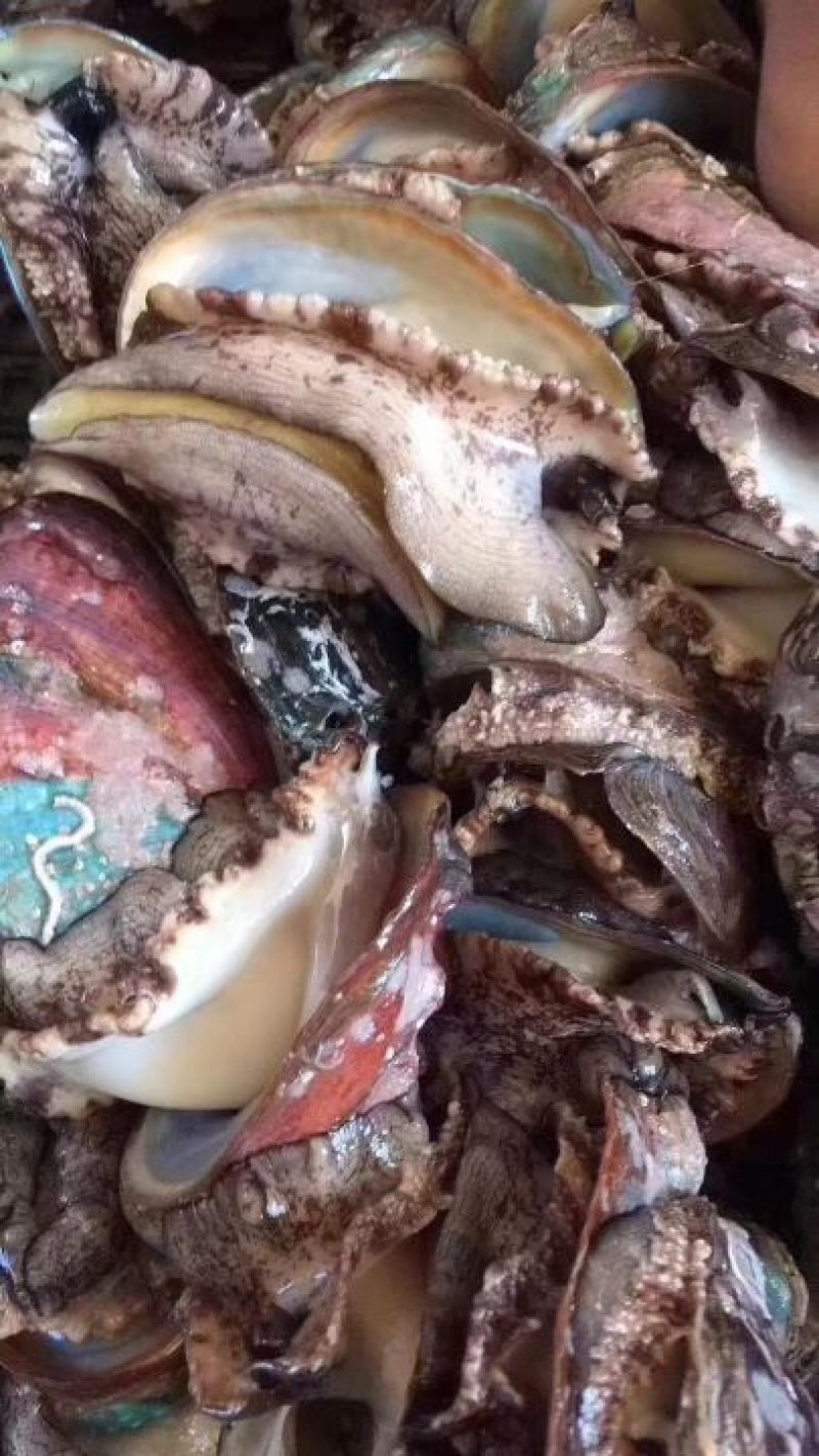 鲍鱼食用
