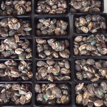 鲍鱼食用