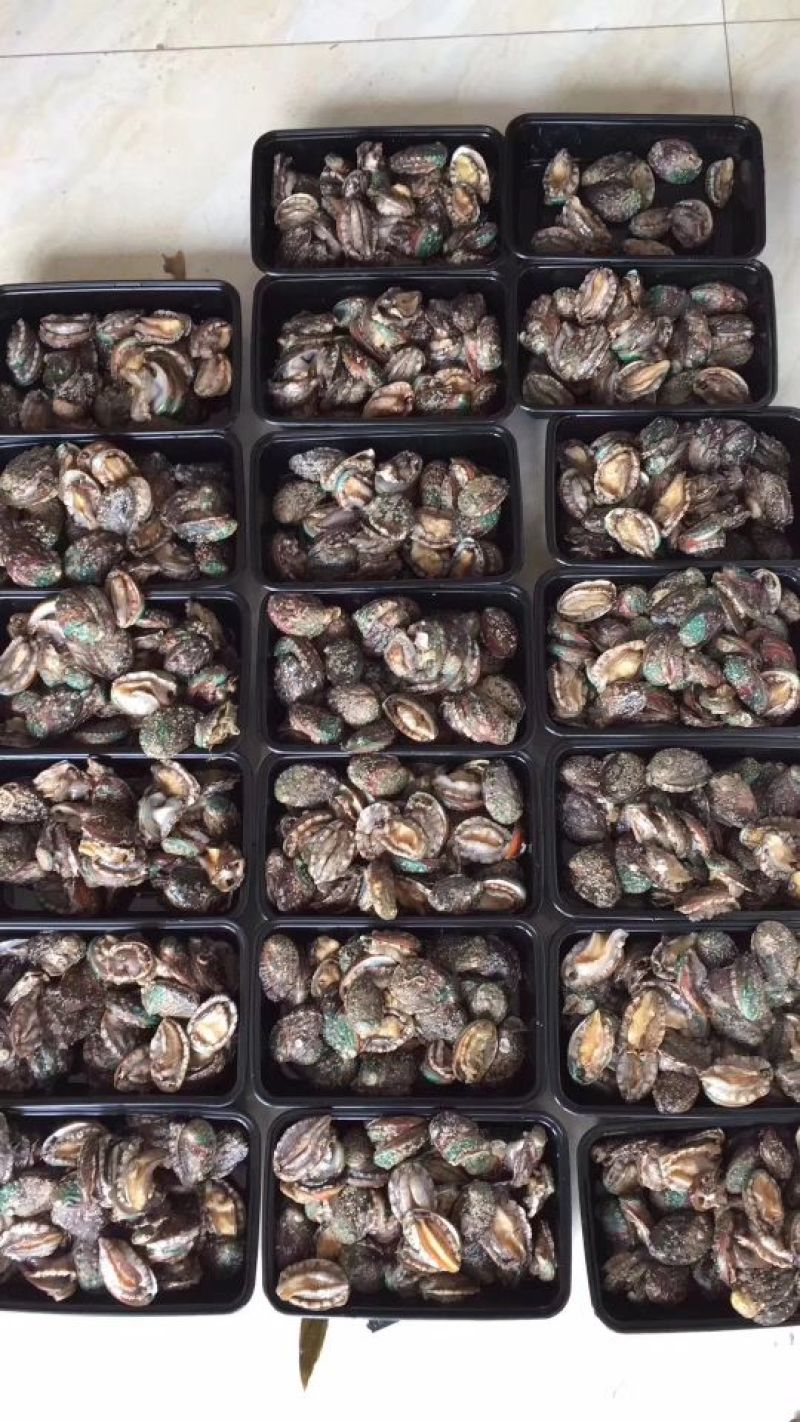 鲍鱼食用