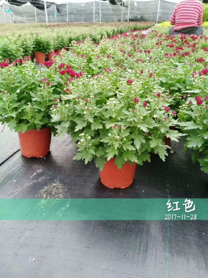 菊花0.5米以下