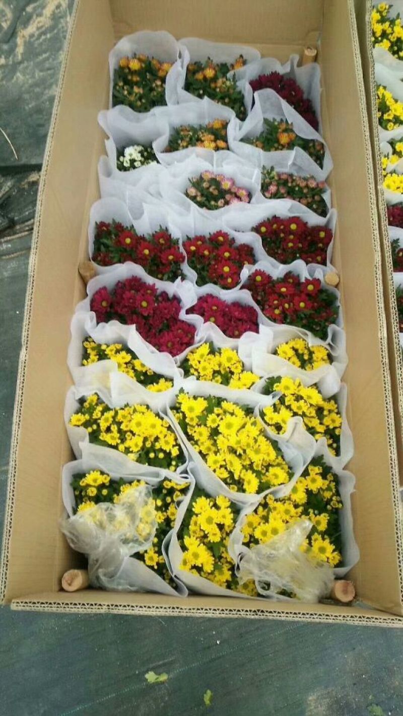 菊花0.5米以下