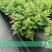 菊花0.5米以下