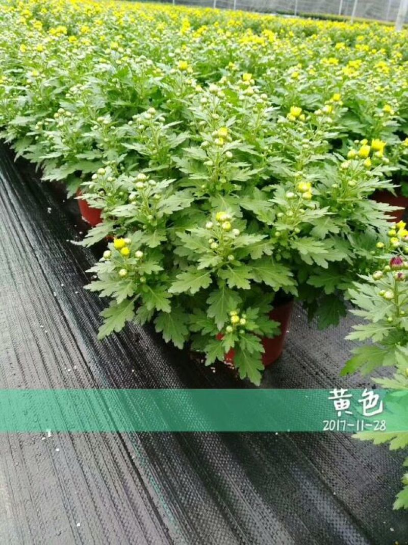 菊花0.5米以下