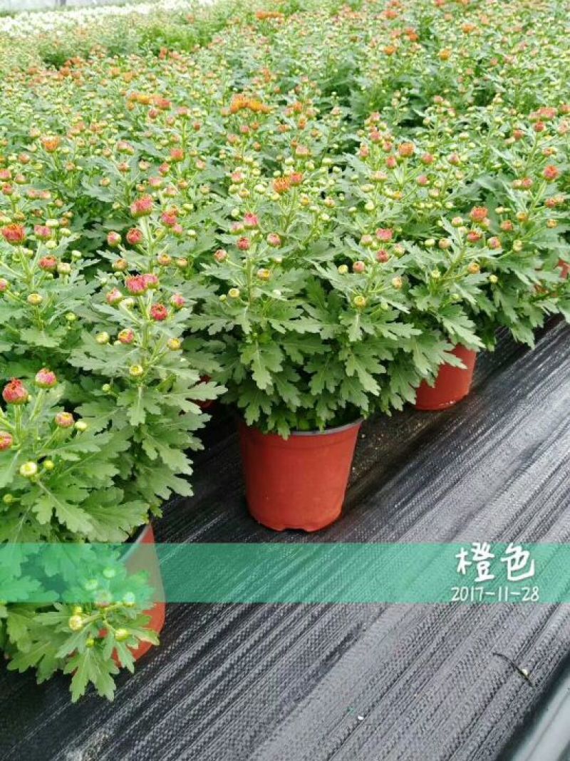 菊花0.5米以下