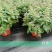 菊花0.5米以下