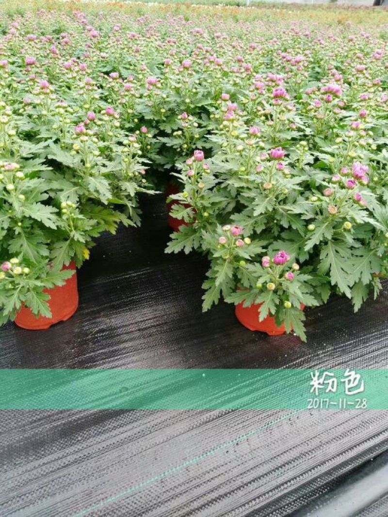 菊花0.5米以下