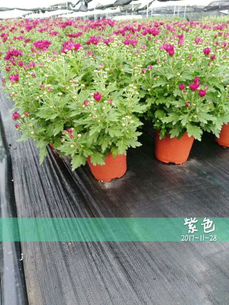 菊花0.5米以下