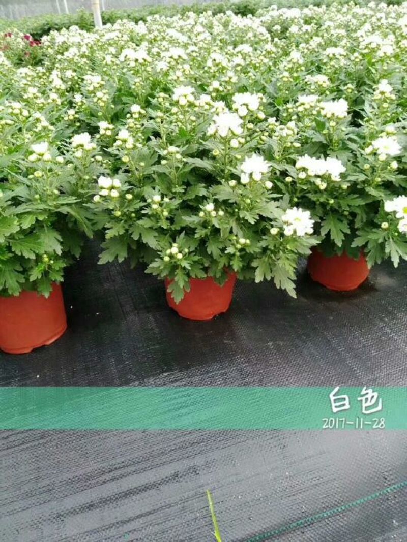 菊花0.5米以下