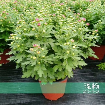菊花0.5米以下
