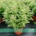 菊花0.5米以下
