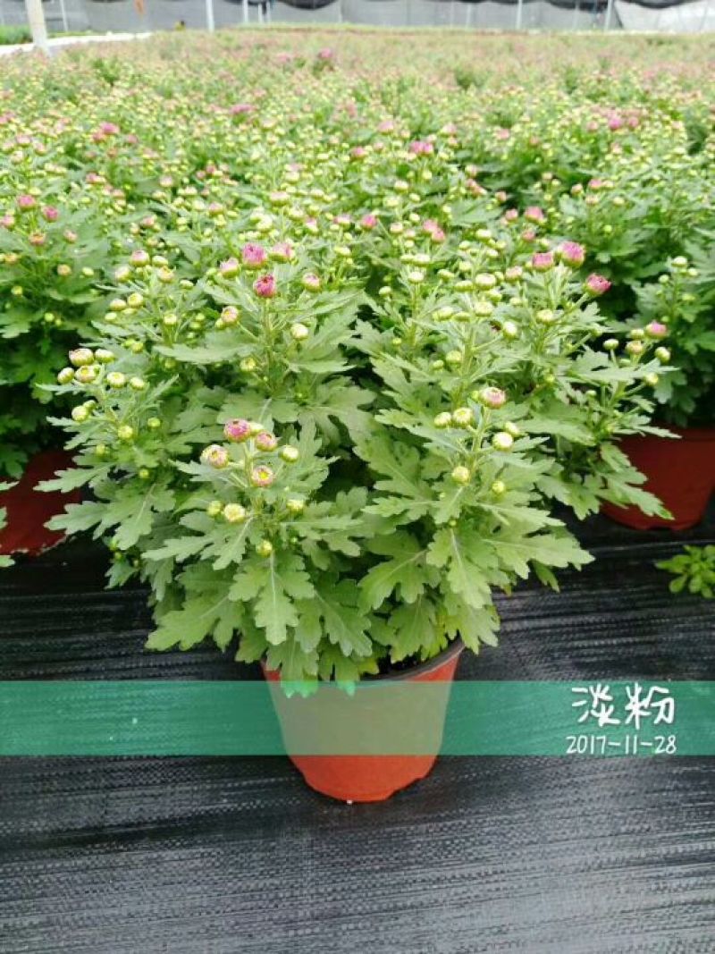 菊花0.5米以下