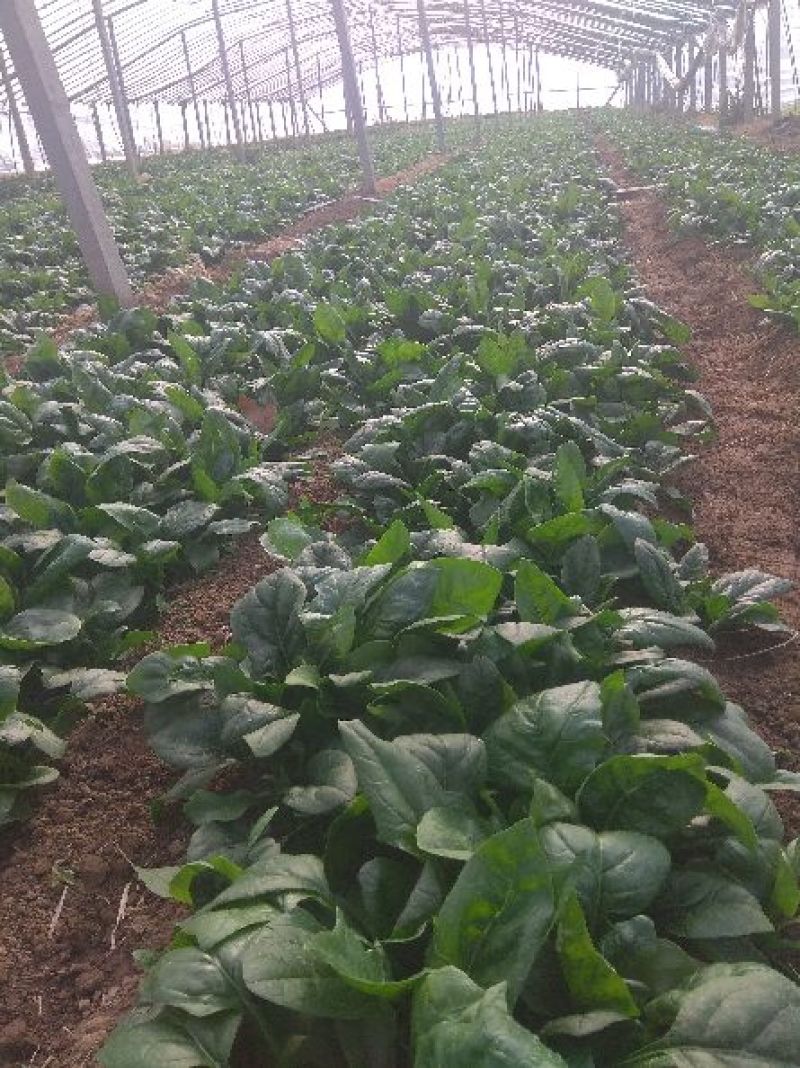 越冬菠菜20~25厘米