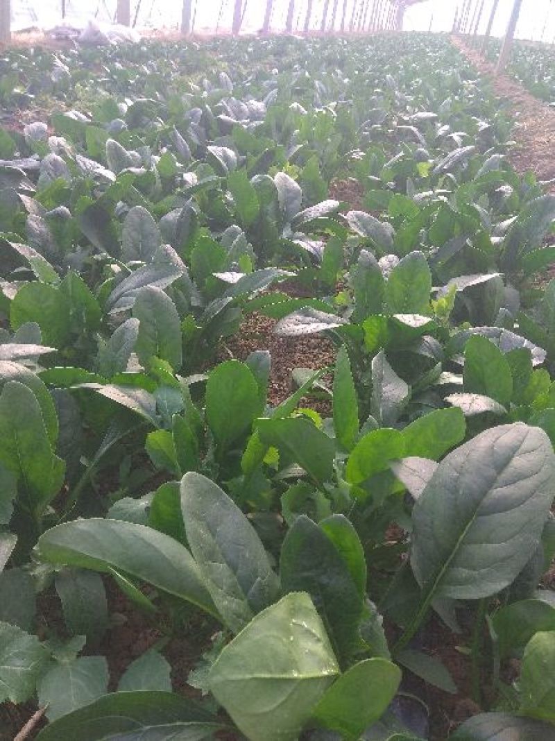 越冬菠菜20~25厘米