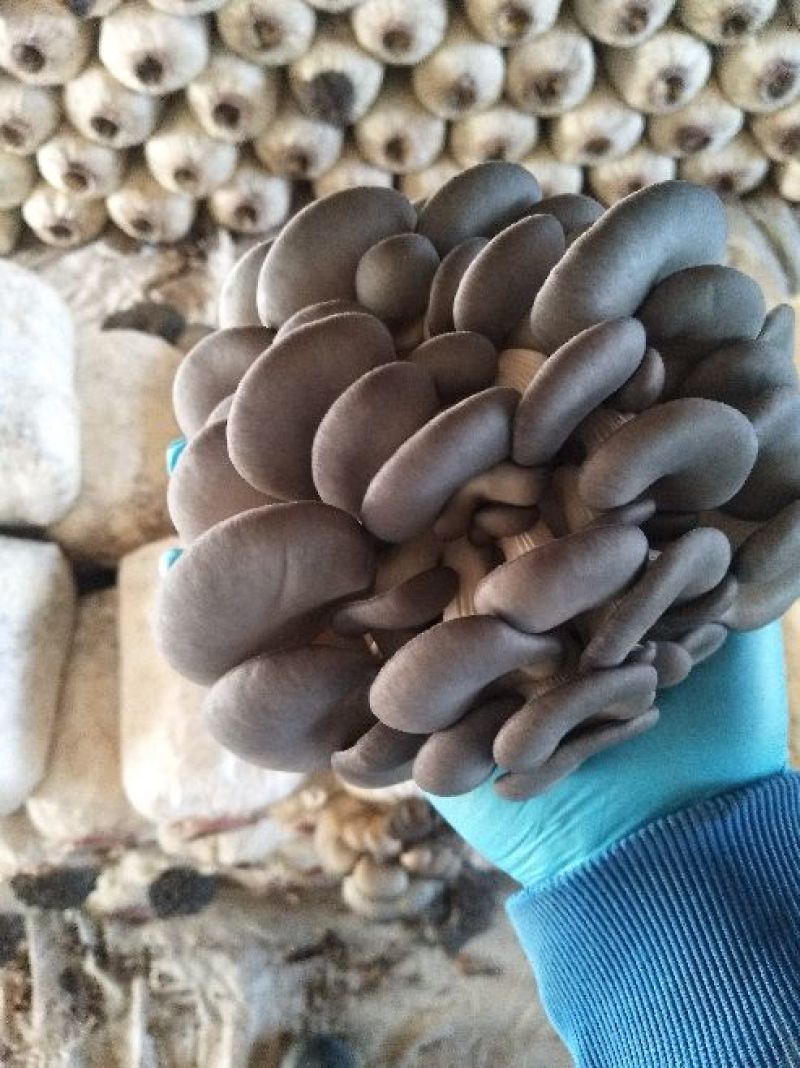 黑平菇厚5~7cm黑色