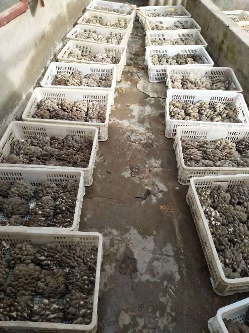 黑平菇厚5~7cm黑色