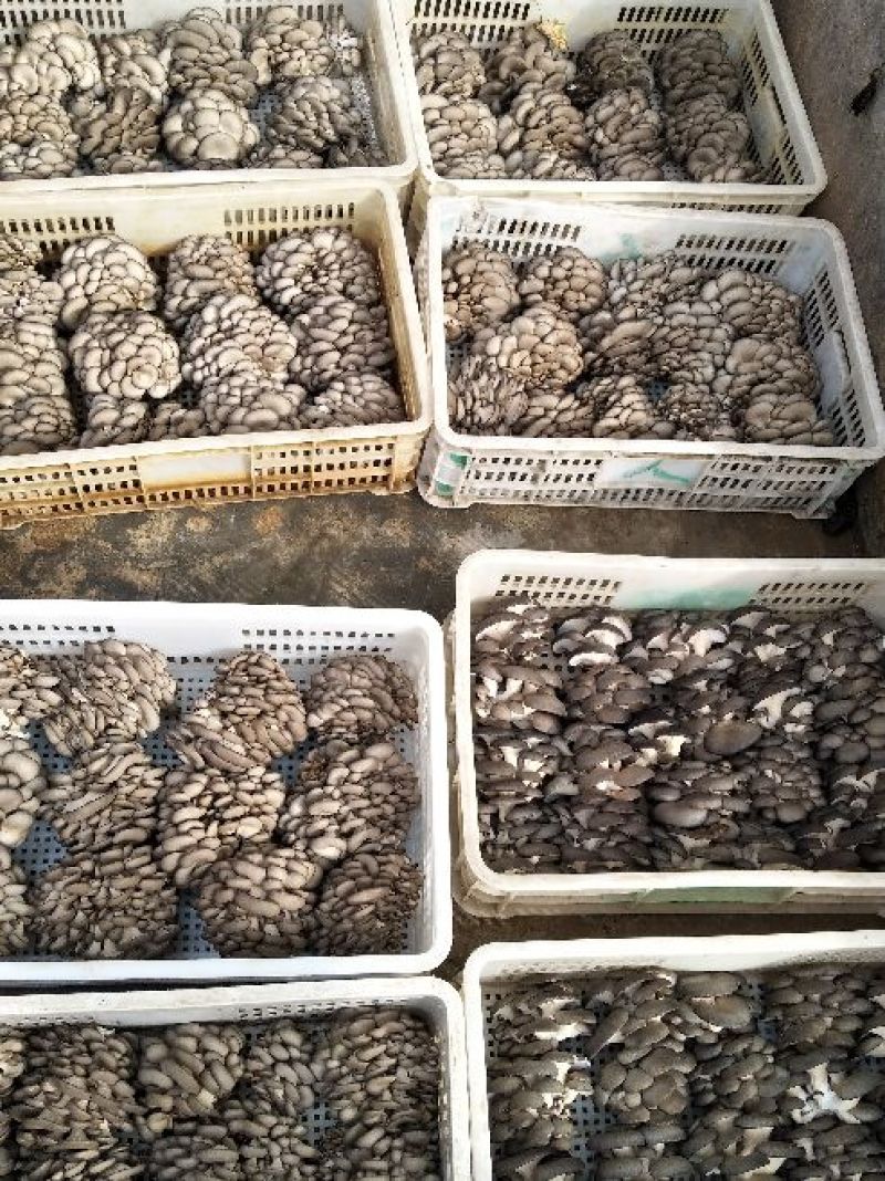 黑平菇厚5~7cm黑色