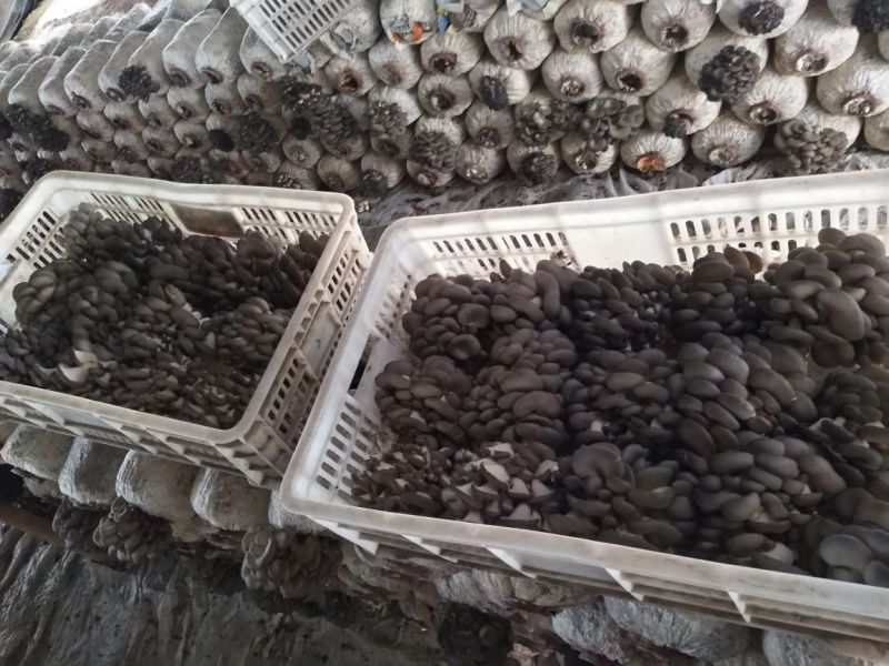 黑平菇厚5~7cm黑色