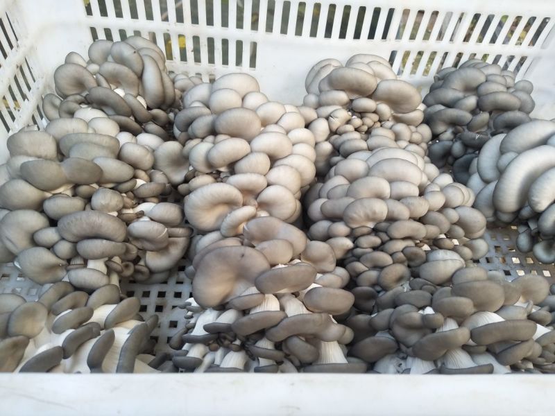 黑平菇厚5~7cm黑色