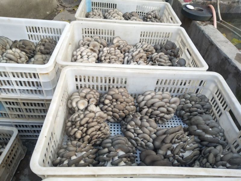 黑平菇厚5~7cm黑色