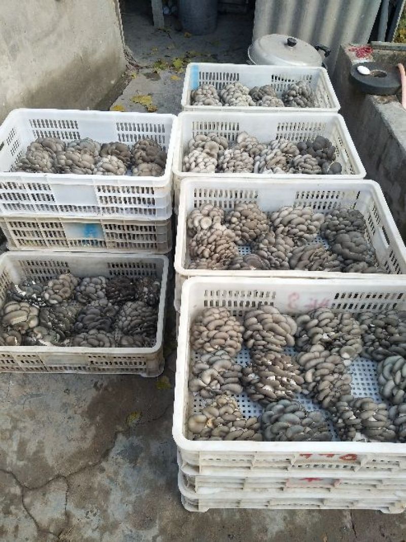 黑平菇厚5~7cm黑色