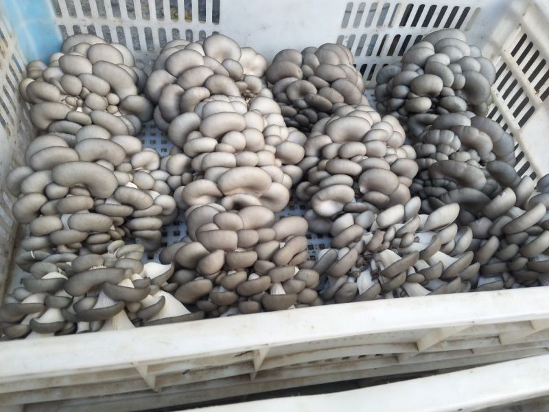 黑平菇厚5~7cm黑色