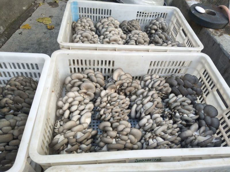 黑平菇厚5~7cm黑色
