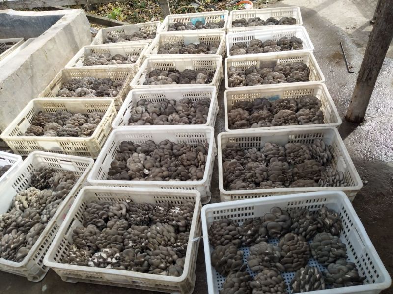 黑平菇厚5~7cm黑色