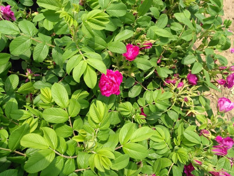 【牛商推荐】四季玫瑰苗大玫瑰花苗高度40~50cm保证成活