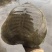 鳖1.5~2斤