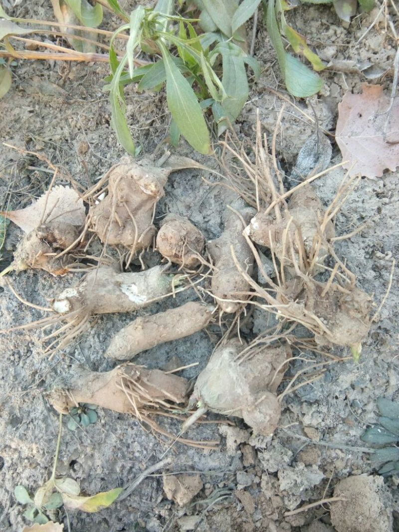 白术种苗30~40cm