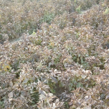 白术种苗30~40cm