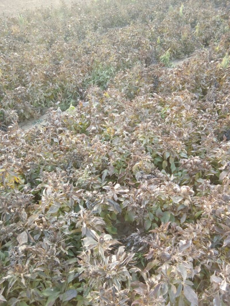 白术种苗30~40cm