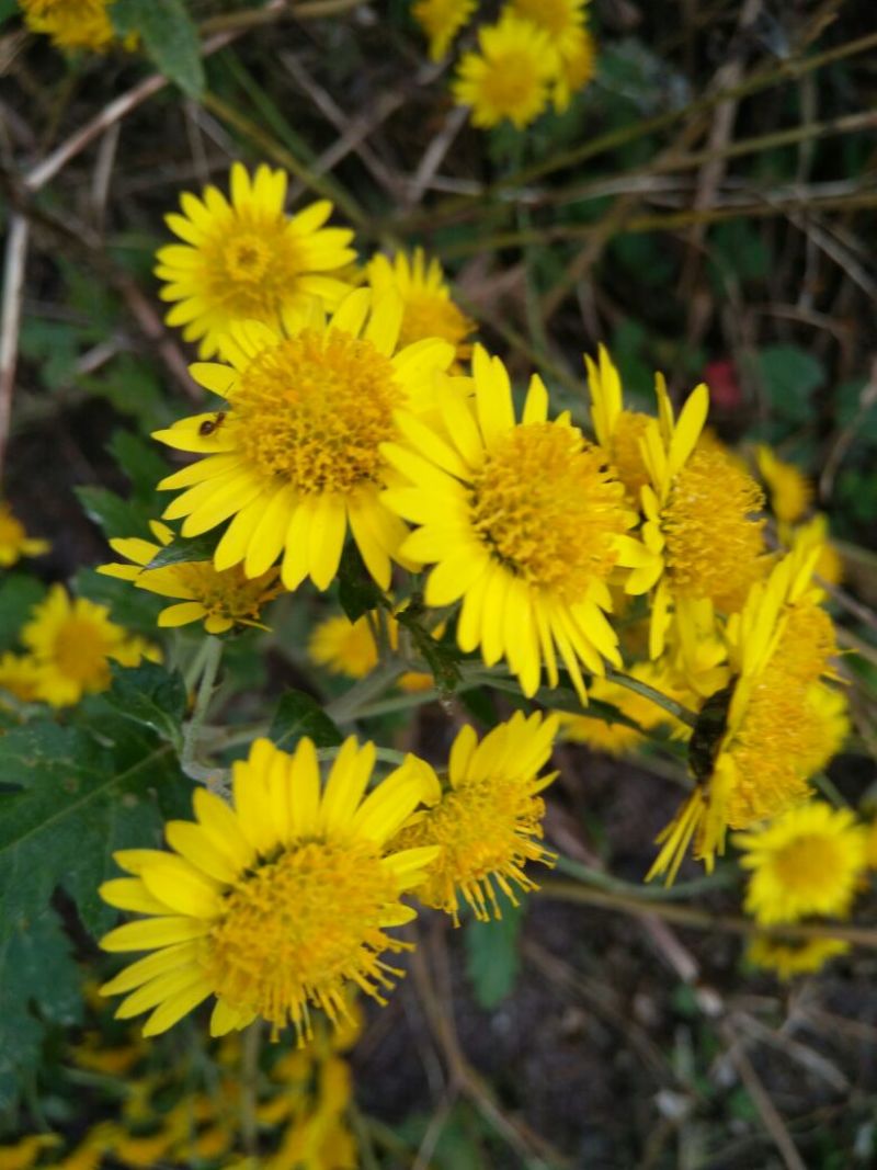 野菊花散装
