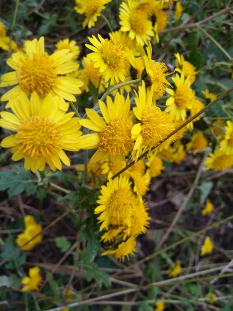野菊花散装