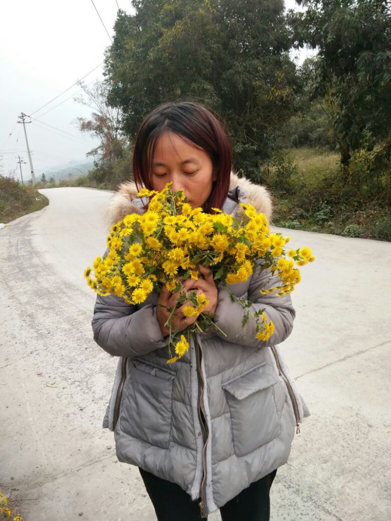 野菊花散装