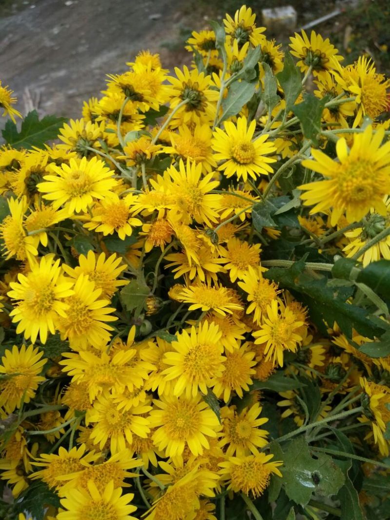 野菊花散装