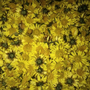 野菊花散装