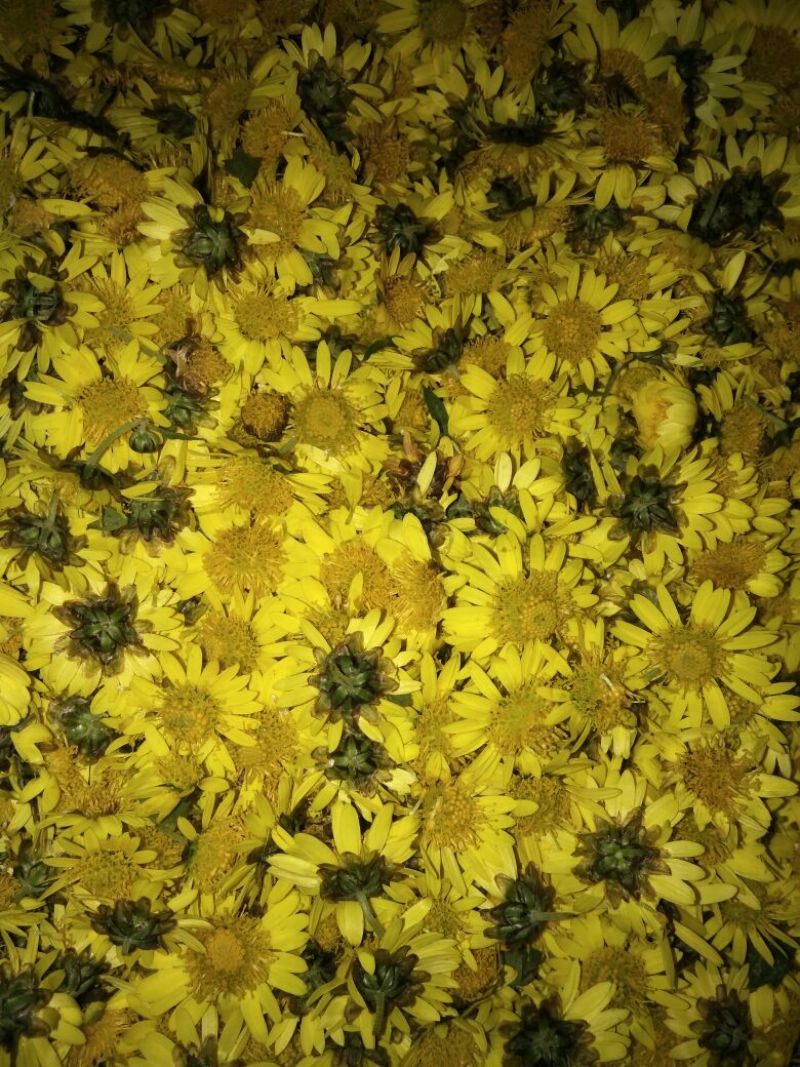 野菊花散装