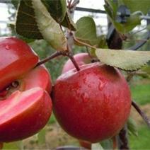红色之爱苹果苗150cm以上
