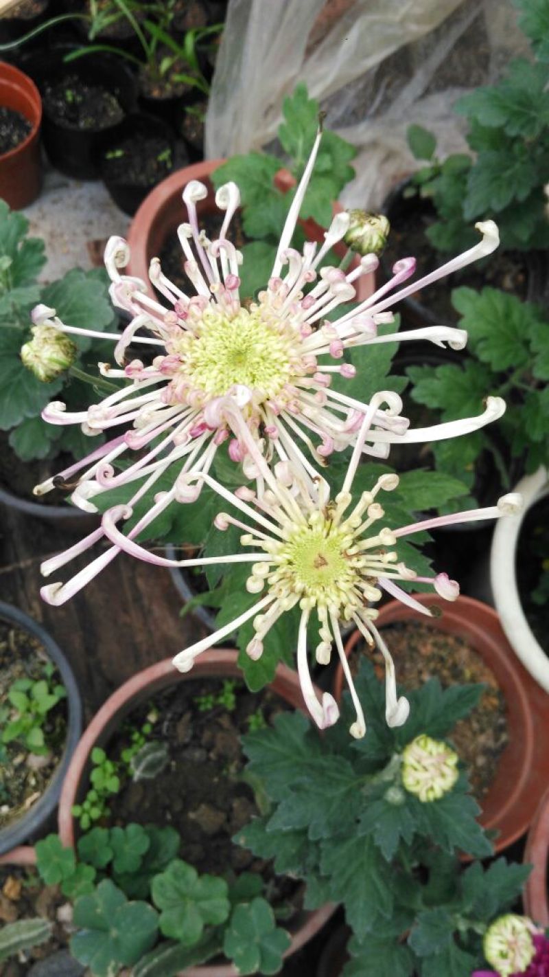 菊花四季欧州菊，九月菊