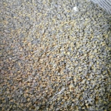 野菊花散装