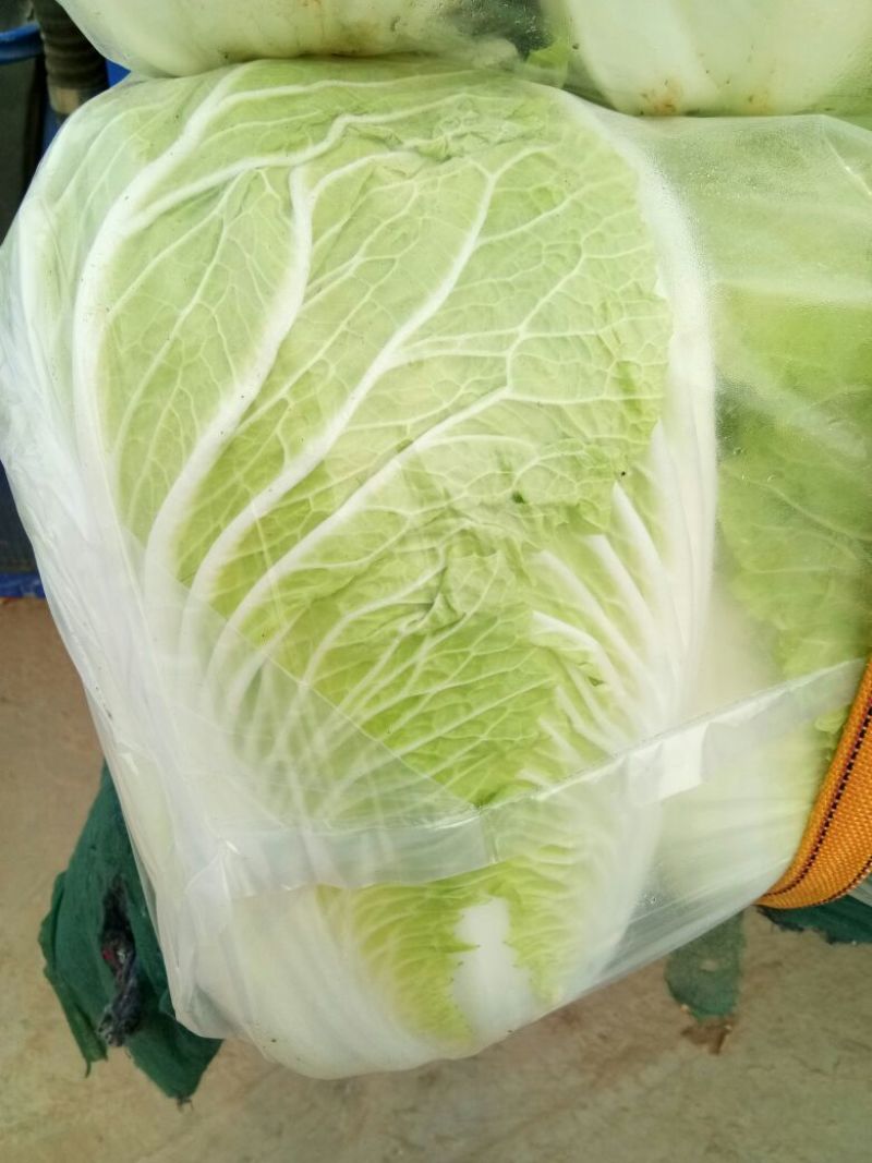 青杂三号白菜只做一级品质，透明袋，4-6斤，基地直供，